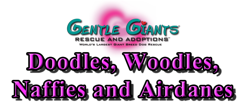 Doodles, Woodles, Naffies and Airdanes at Gentle Giants Rescue and Adoptions